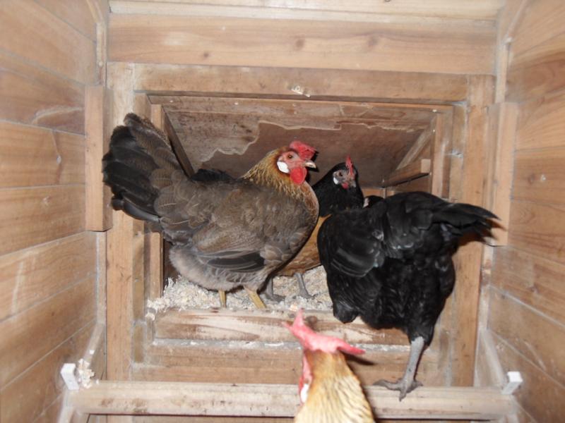 Honey is in the nest box and Peaches and Emerald are watching her