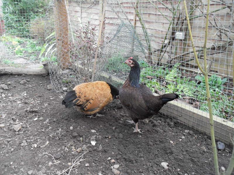 Toffee and Honey are more interested in where the plant came from