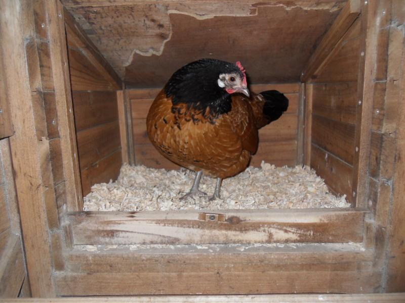 Amber in the nest box