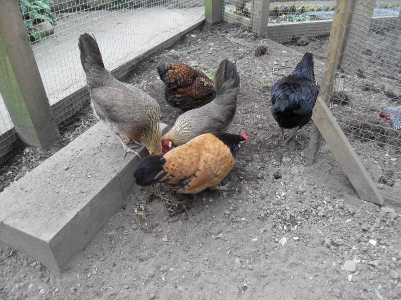 Barley joins in the fun once she has laid her egg