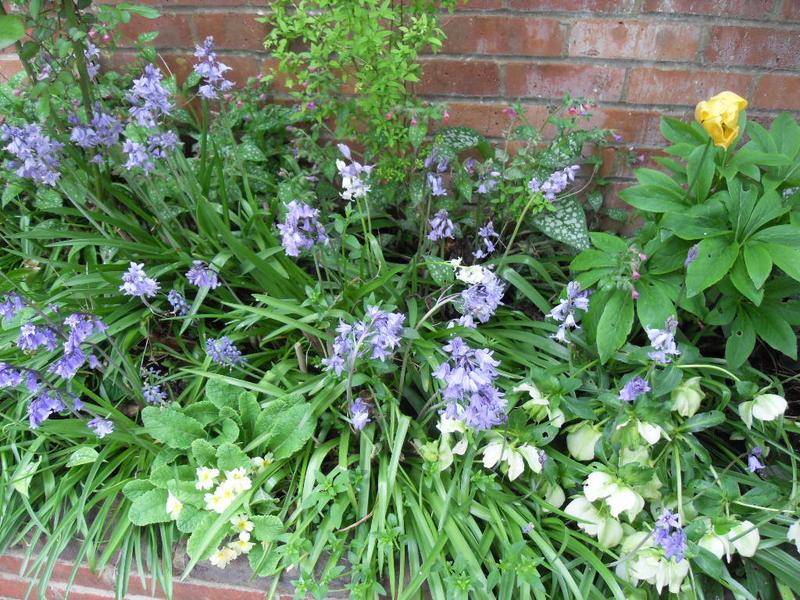 Bluebells and helibore