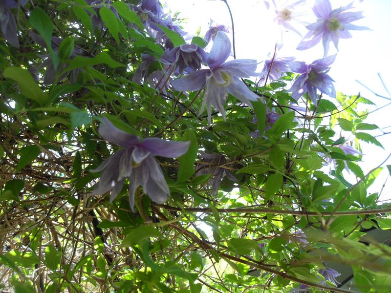 Clematis blooms in the sunshine