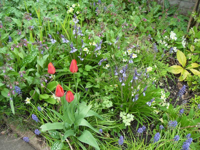 Morning tulips among the bluebells