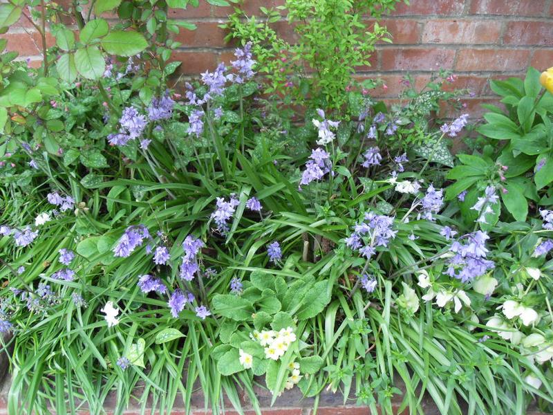 Bluebells and helibores