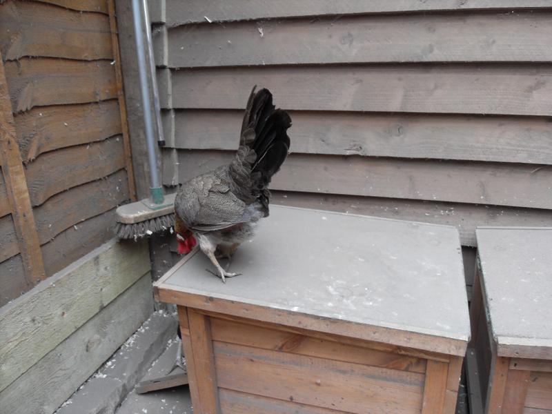 Barley is taking a look at Toffee and Sparkle in the nest box