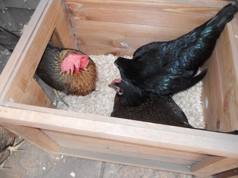 Barley watches Toffee and Emerald in the nest box