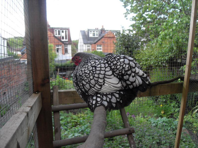 Sparkle returns to a perch