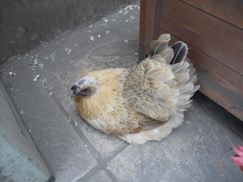 Broody Butterscotch has her head plucked