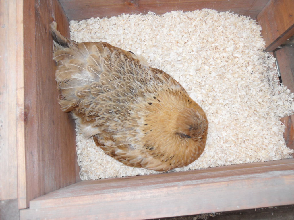 Here we go again with a broody Butterscotch