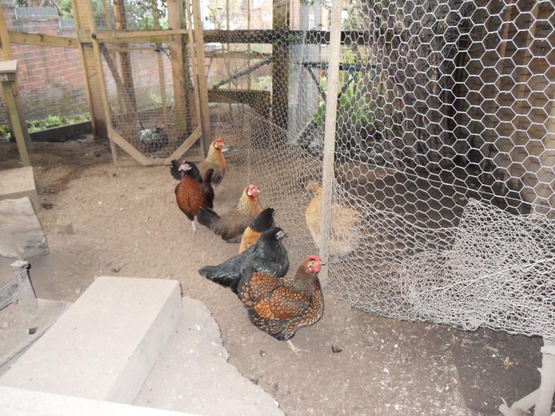I hoover the shed while the girls form a queue in the run