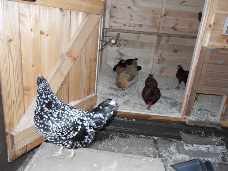 I start to remove the shavings from the shed