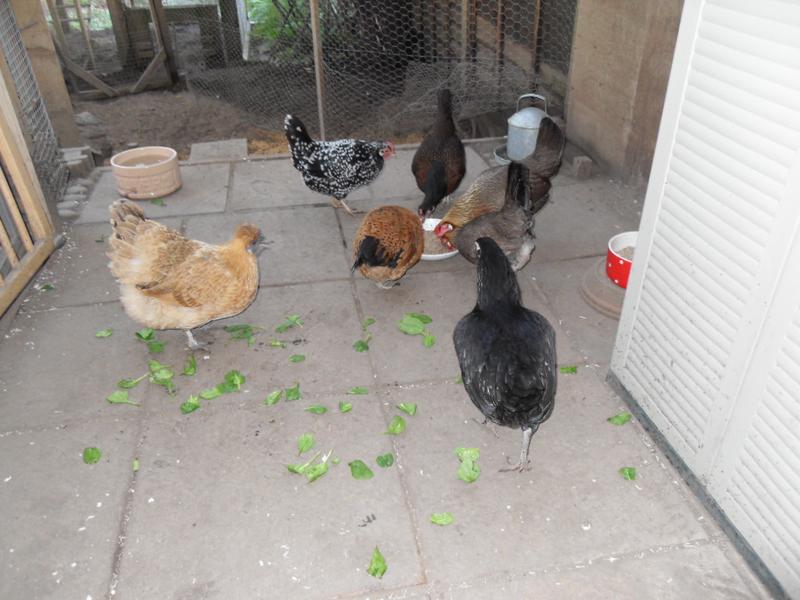 Emerald decides to join the girls and Speckles would really like to join in too