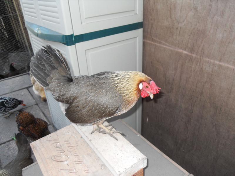 I check on Butterscotch in the nest box and Barley has to check too