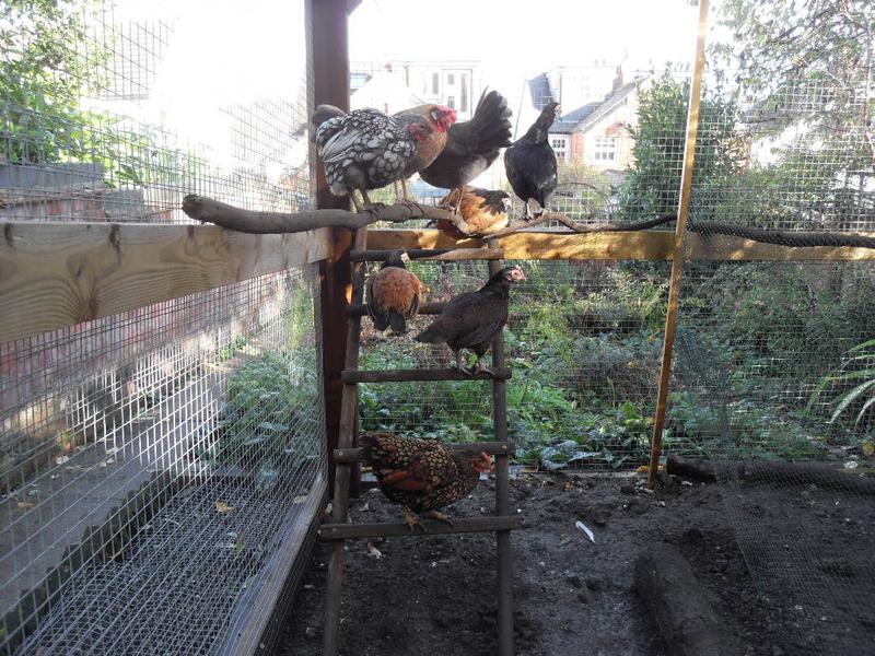 My previous flock of eight girls perching together