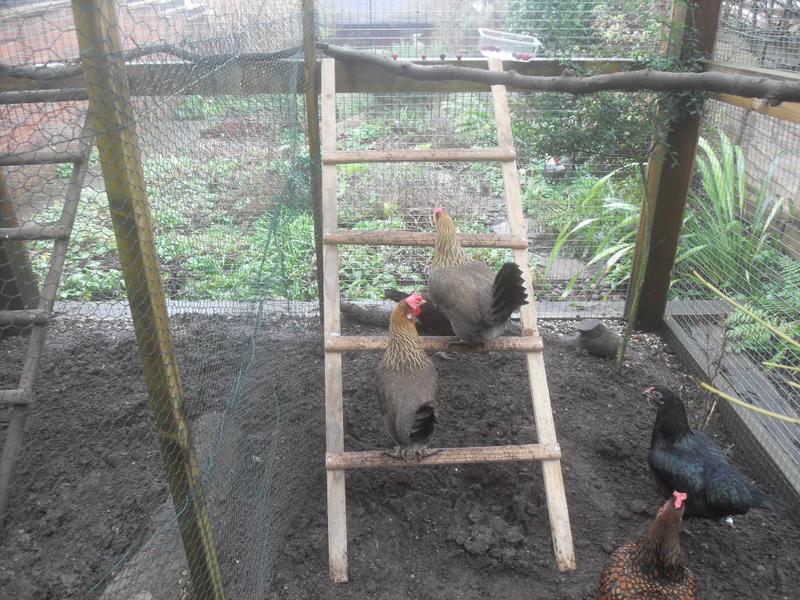 Peaches and Barley are the first to make their way up the ladder