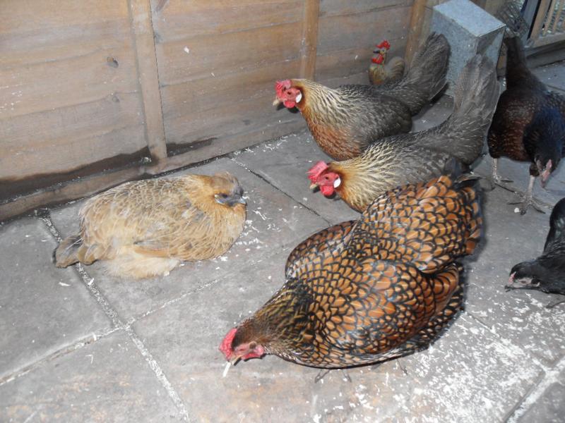 Butterscotch is flattened on the patio area