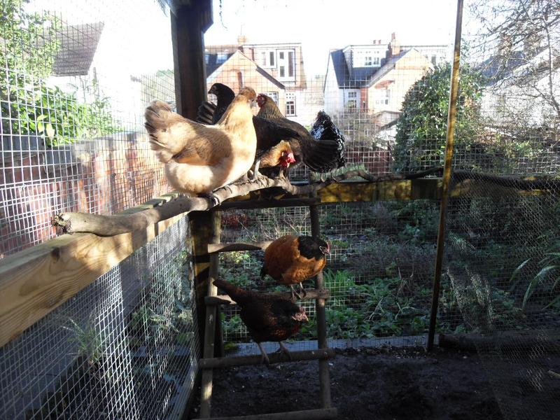 Perching in a shaft of sunlight