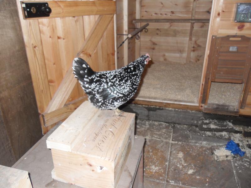 Speckles inspects the clean shed