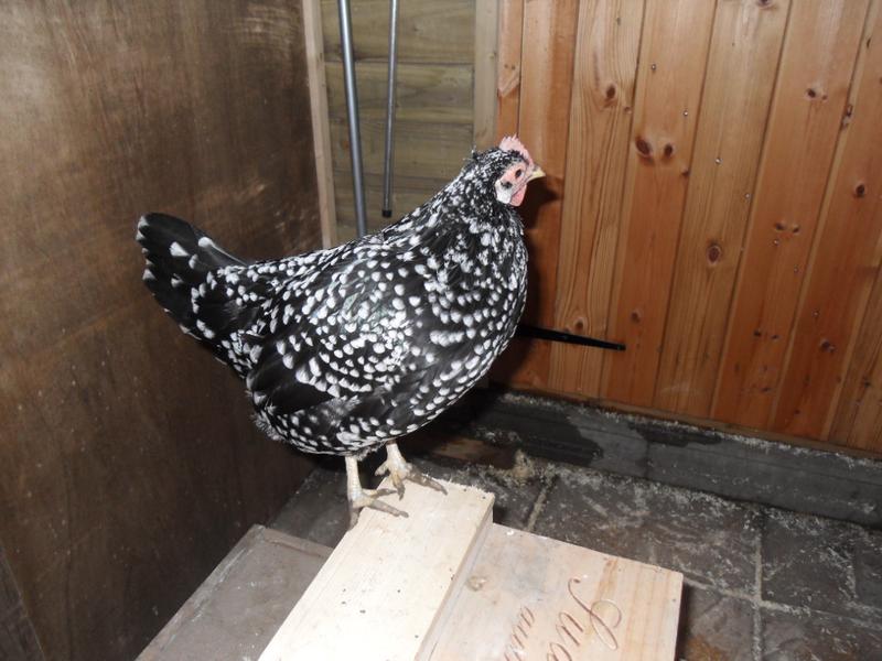 Speckles likes the extra height of the new nest box