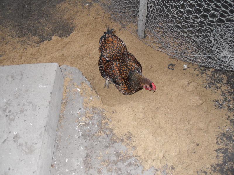 Topaz has the sand to herself
