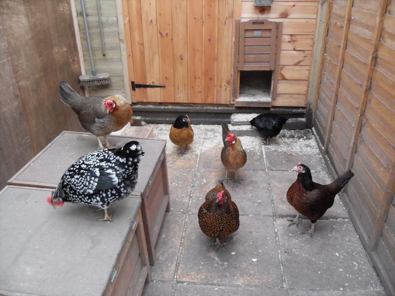 All the girls gather by the nest boxes except for Butterscotch