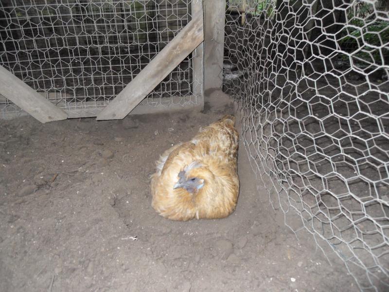 Butterscotch is having a dust bath