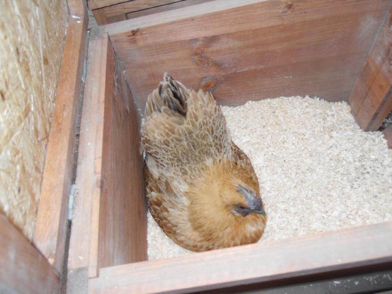 Butterscotch in the nest box