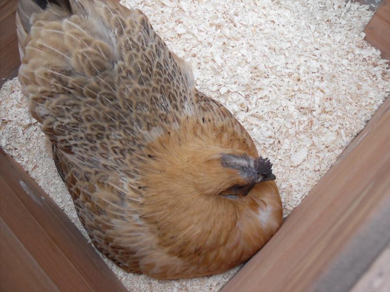 Butterscotch in the nest box