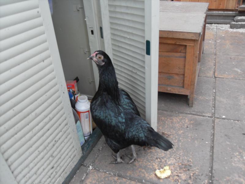 Emerald checks out the store cabinet