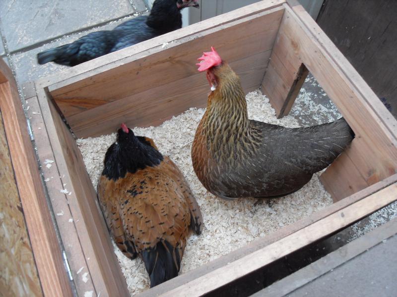 Honey is trying to lay her egg while Peaches watches