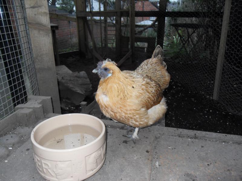 Butterscotch still has a few head feathers on this side