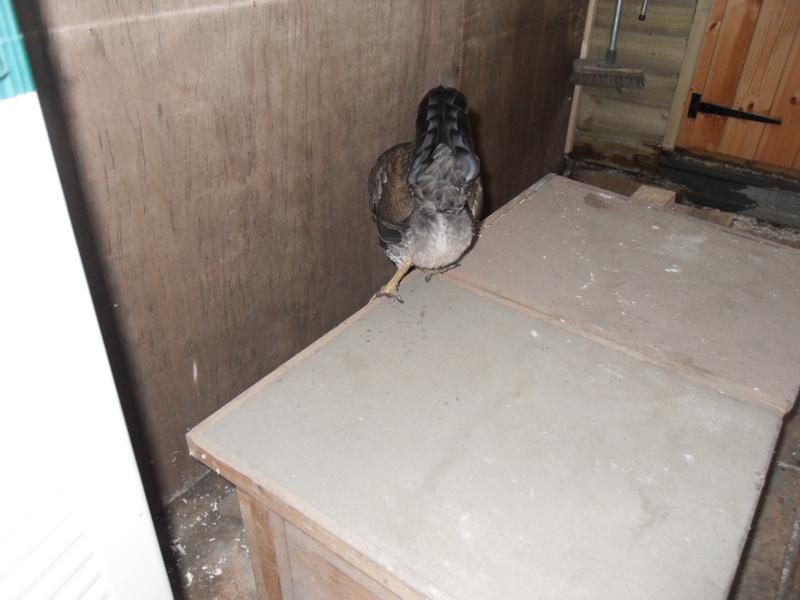 She looks so cute when she is looking in the nest boxes