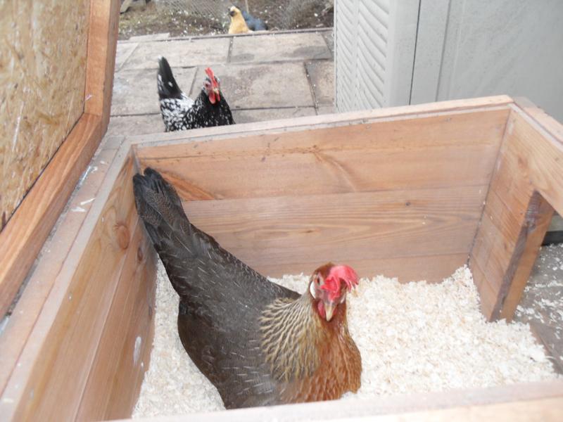 Later Peaches was back in the nest box