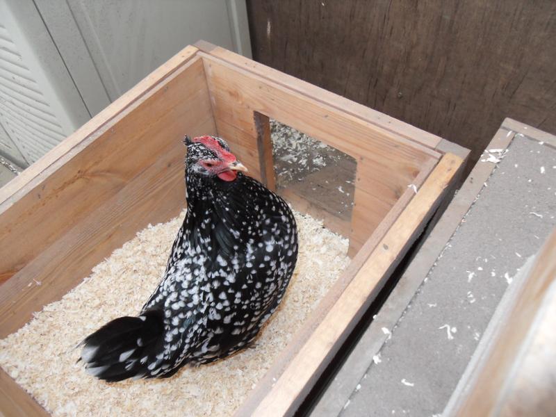 Speckles is checking out the nest box