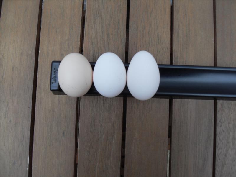Today's three eggs