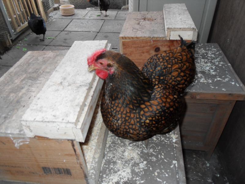 Topaz has been looking in the small nest box