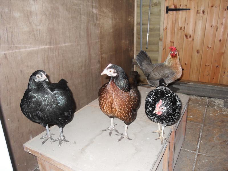 Topaz is in the nest box so some of the girls gather on top of the nest box