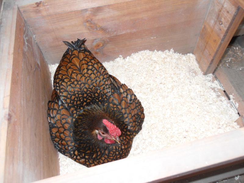 Topaz is settled in the nest box