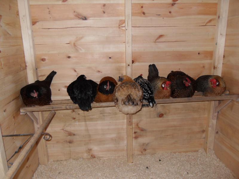 A little later all the girls are in and Butterscotch is in her usual position in the middle