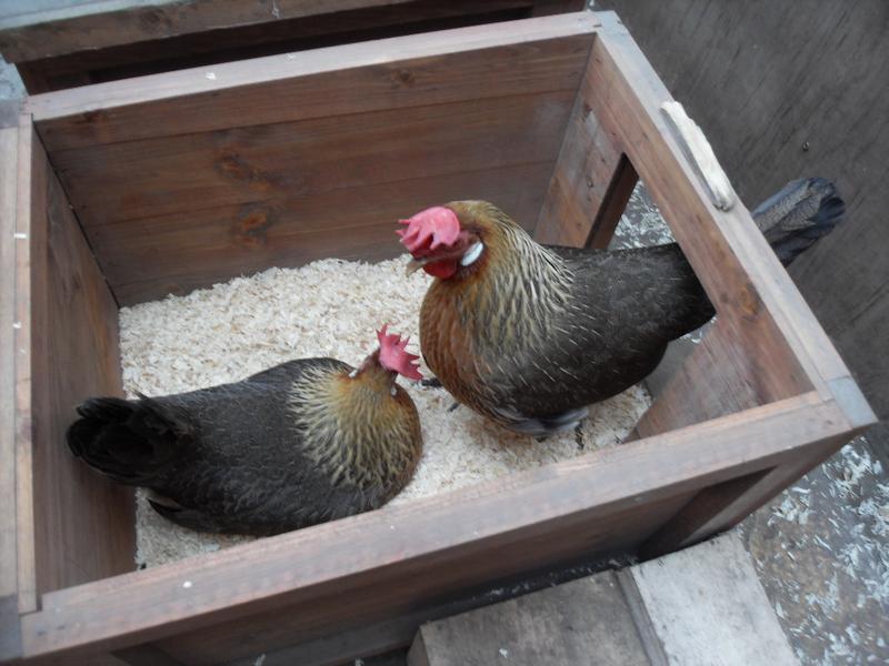 Honey leaves and Peaches comes in to keep Barley company