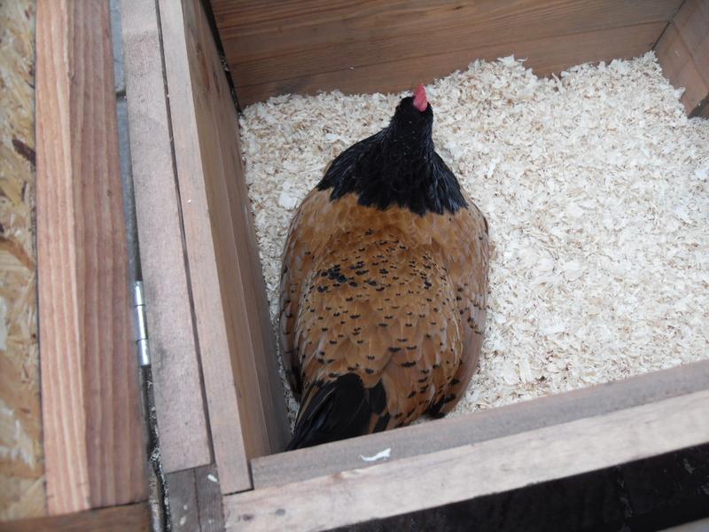 Meanwhile Honey was in the nest box even though she had laid her egg in the run earlier