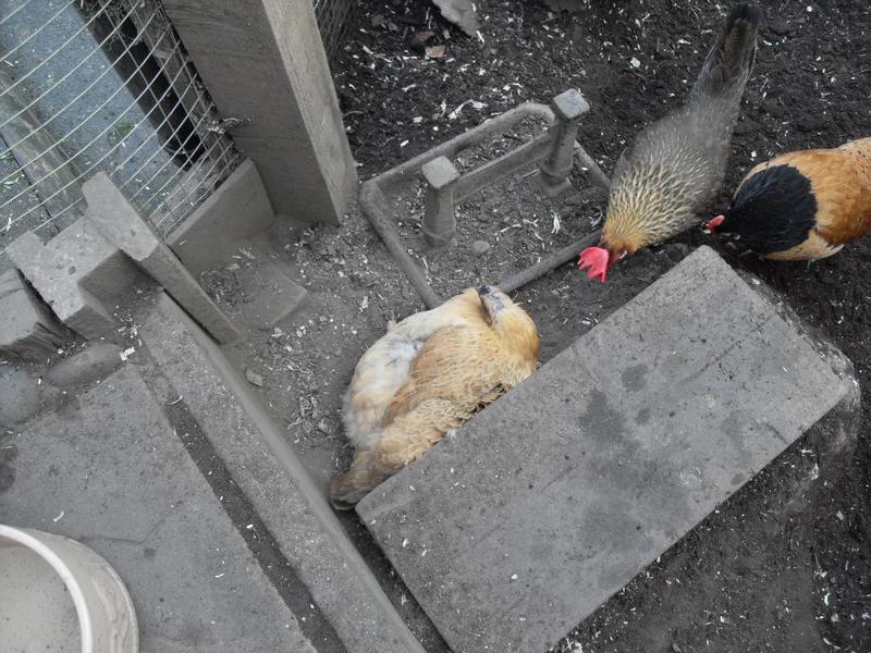 This is a crazy spot for a dust bath