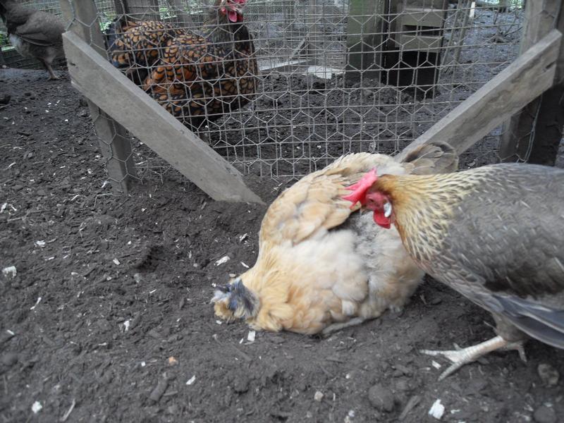 You would be forgiven for thinking that Butterscotch had popped her clogs in this one