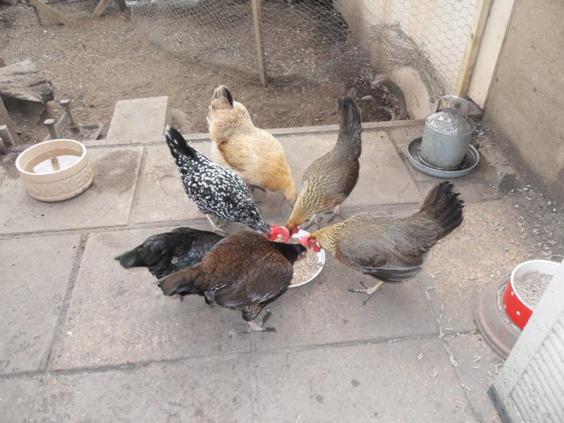 All six girls round a dish of mash