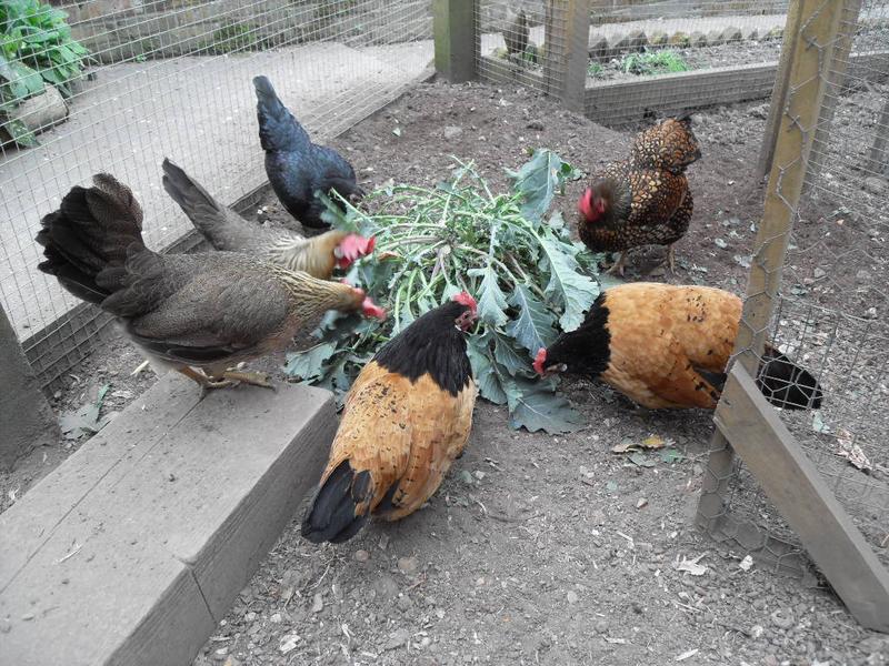 The girls enjoy a broccoli stalk