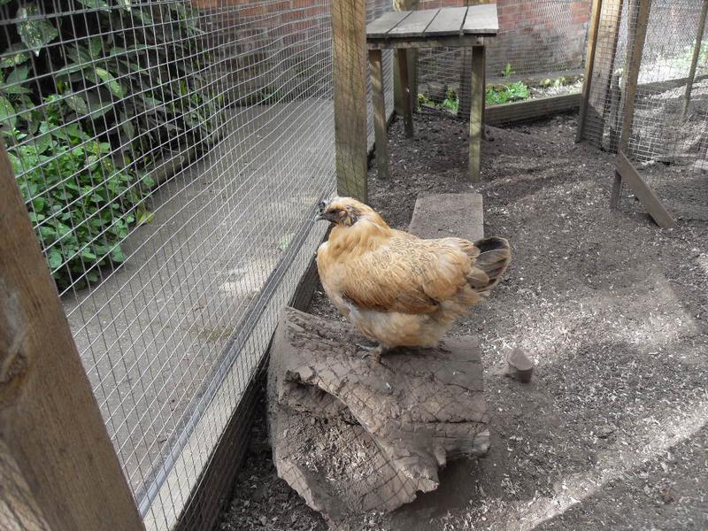 Butterscotch on the log