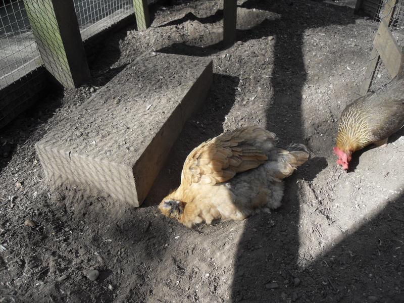 Butterscotch takes a dust bath