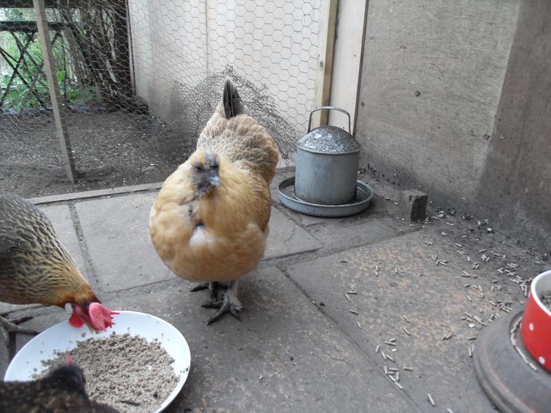 Butterscotch's breast feathers are filling in at last