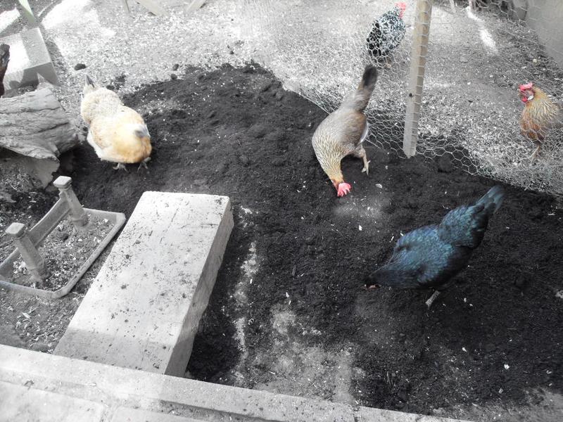 Emerald, Peaches and Butterscotch scratch in the compost