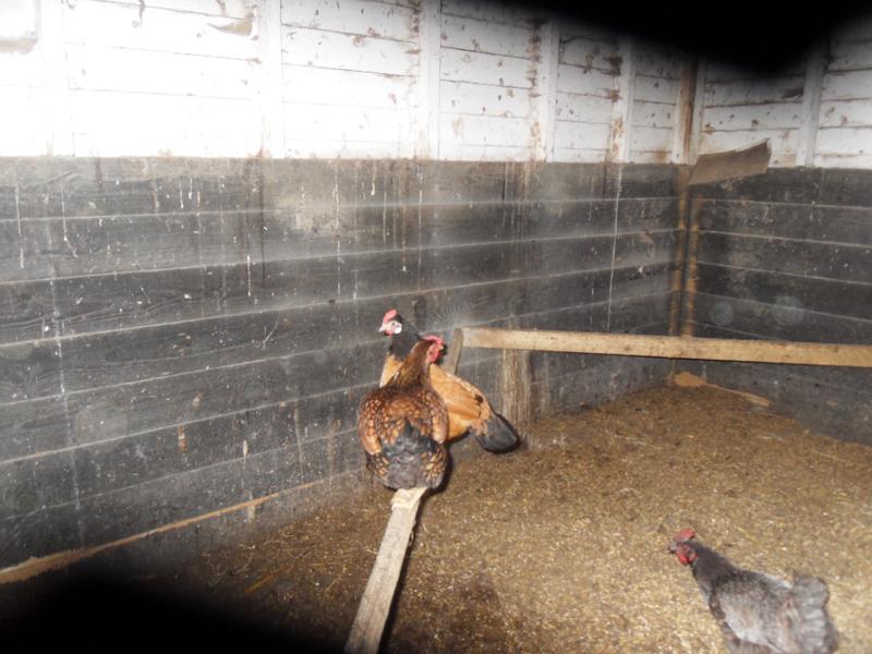 Topaz and Honey were in the barn together